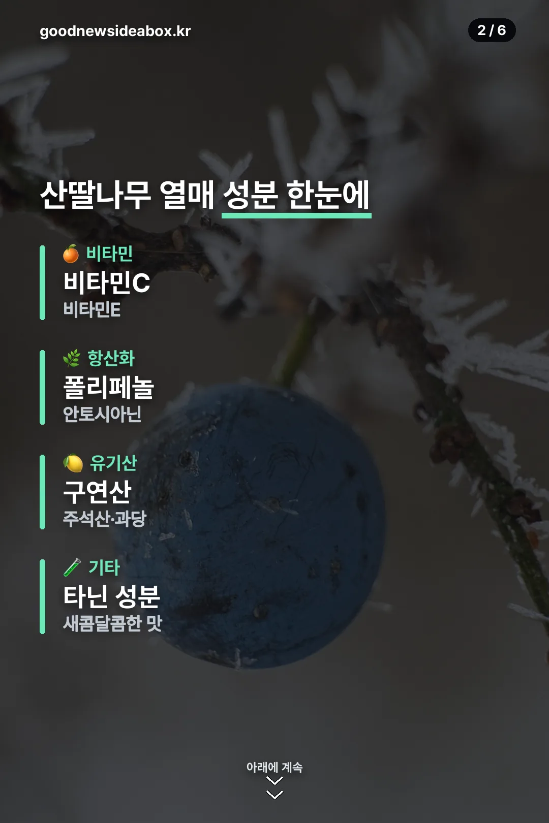 산딸나무 열매 성분 한눈에