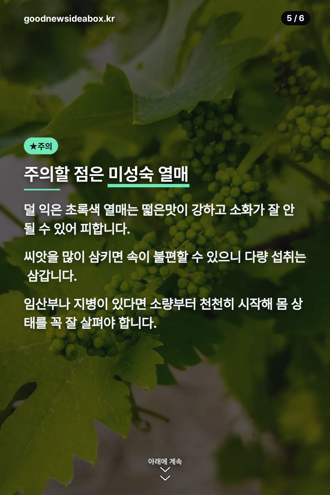 미성숙 열매 주의