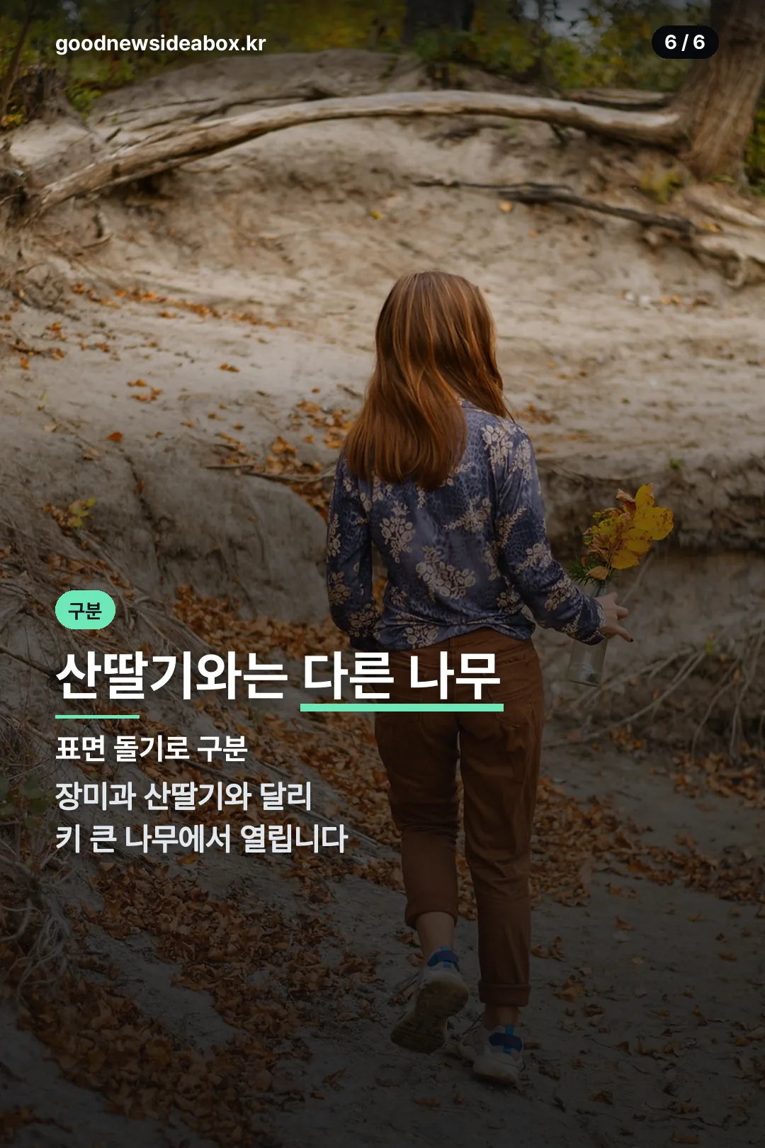 산딸기와 구분하는 법