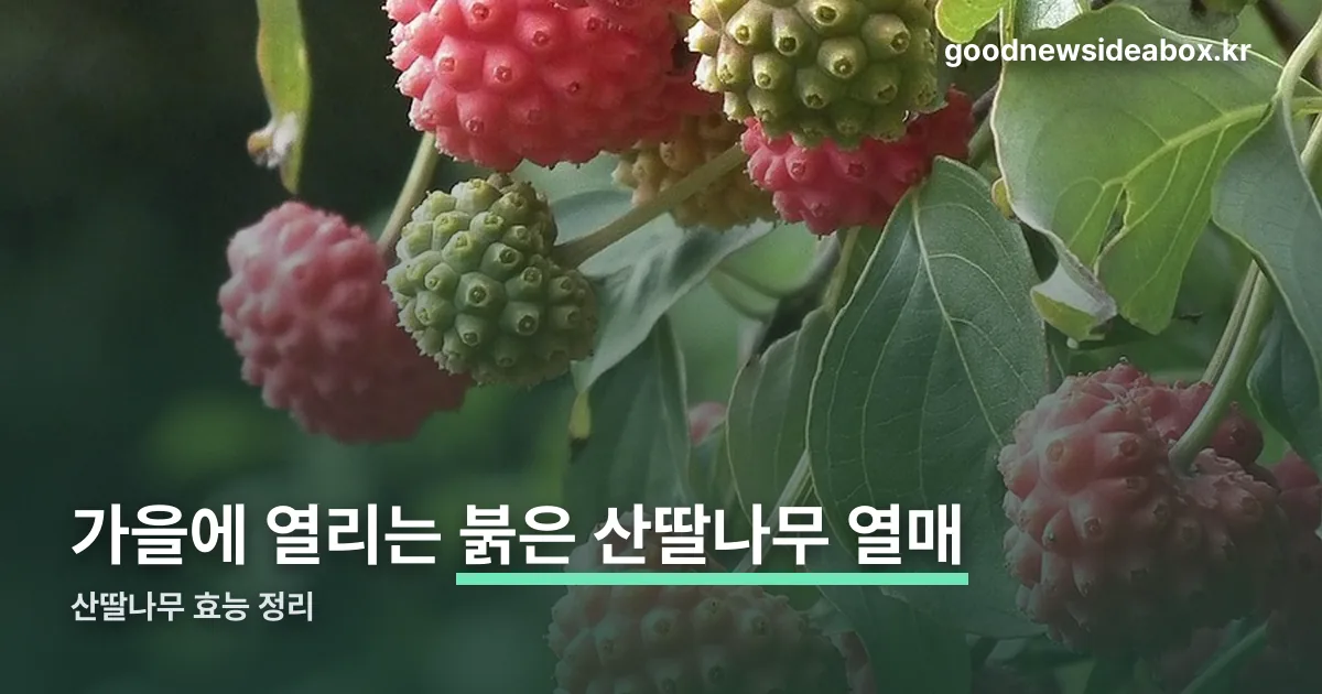 산딸나무 효능 정리 썸네일