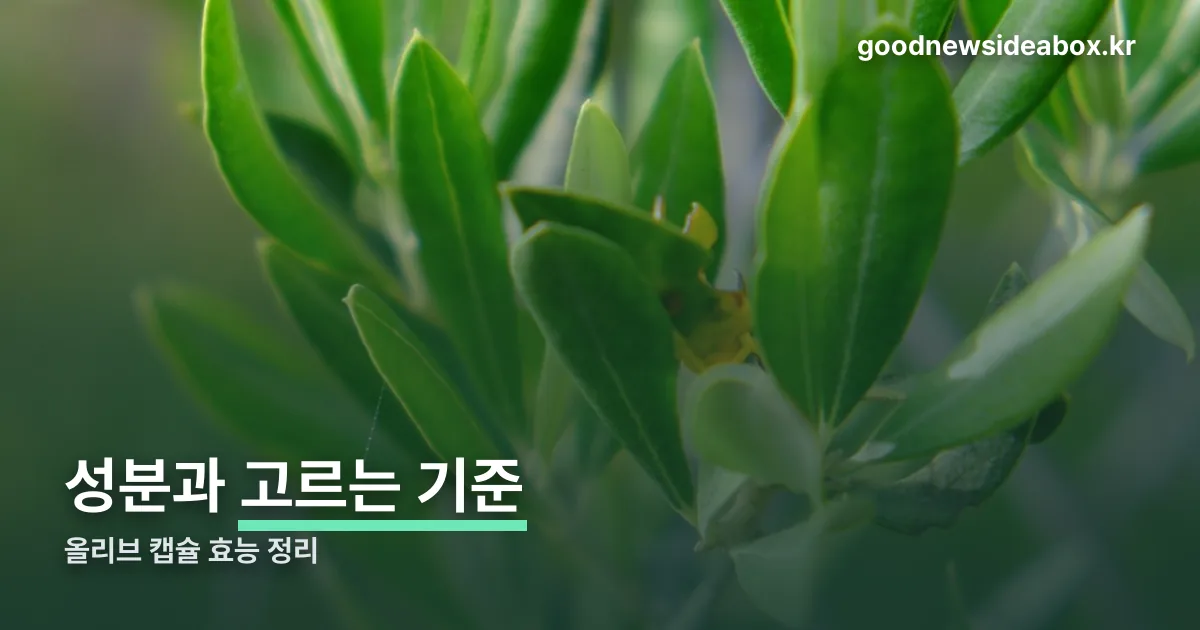 올리브 캡슐 효능 정리 썸네일