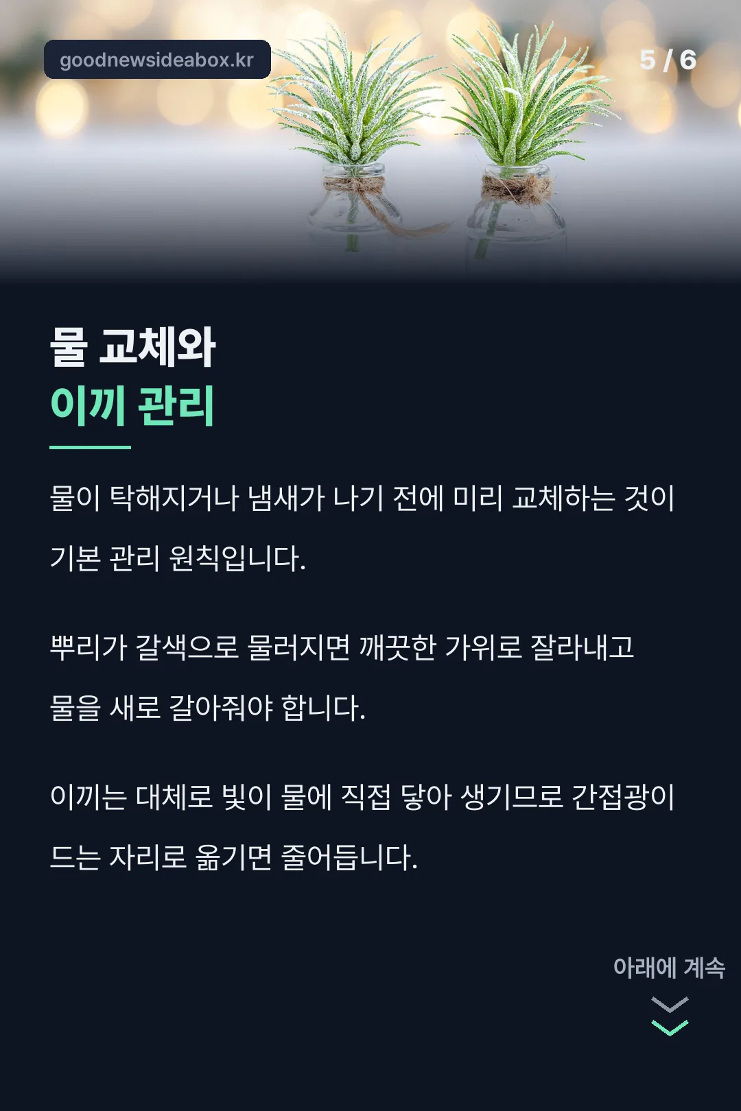 물 교체와 이끼 관리