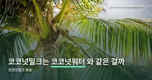 코코넛밀크 효능 — 지방이 92%, 코코넛워터와는 다른 식품입니다