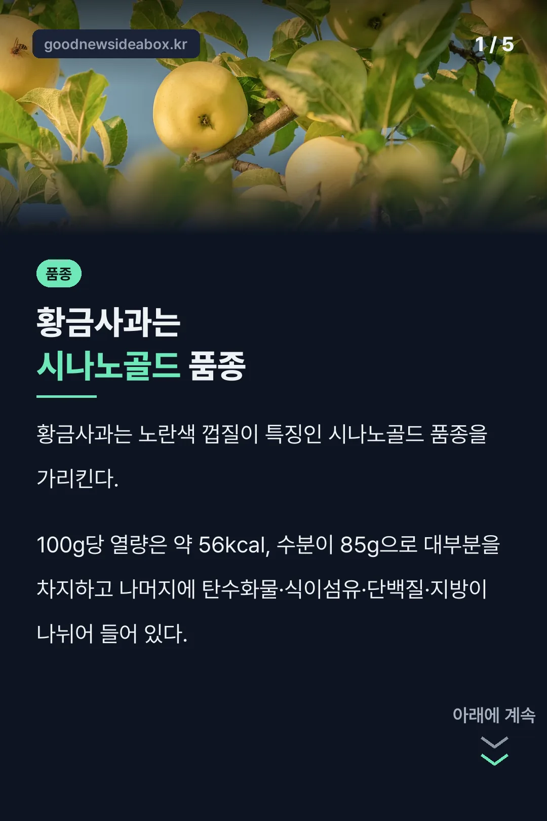 황금사과 품종 설명
