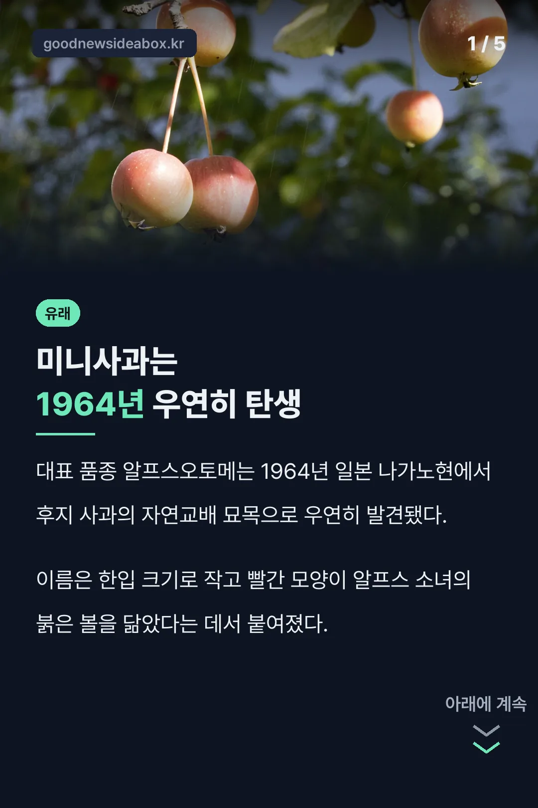 미니사과 1964년 우연한 탄생